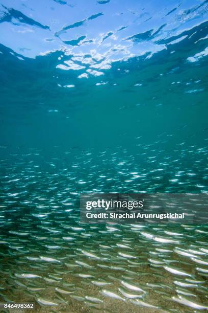 school of anchovies (stolephorus sp.) swimming in shallow water - ictiología fotografías e imágenes de stock