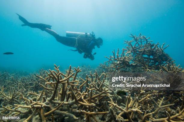 research diver swims by an artificial reef structure in recovering reef - marine biologist stock pictures, royalty-free photos & images