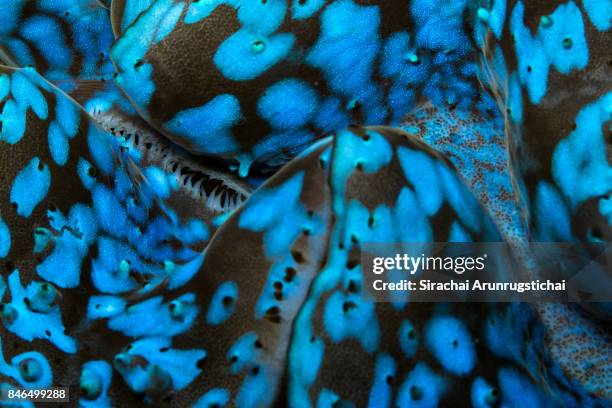 close-up of mantle of a giant clam (tridacna gigas) - schelpdier dier stockfoto's en -beelden