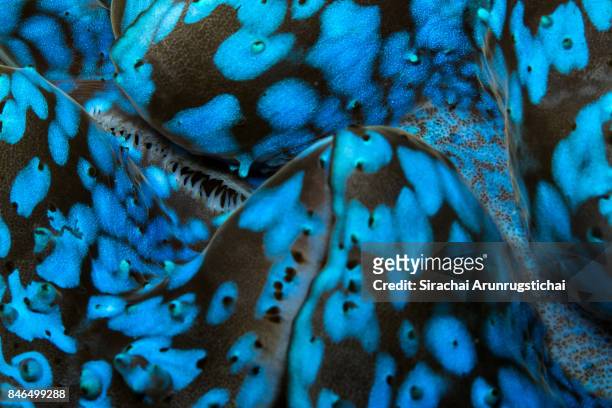 close-up of mantle of a giant clam (tridacna gigas) - clam animal stock pictures, royalty-free photos & images