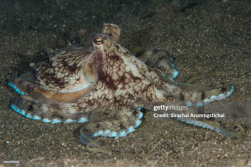 Veined Octopus AKA Coconut Octopus (Amphioctopus marginatus) resting on sea bottom