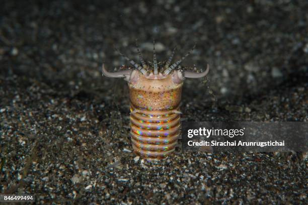 bobbit worm (eunice aphroditois) waits for its prey - grotesque stock pictures, royalty-free photos & images