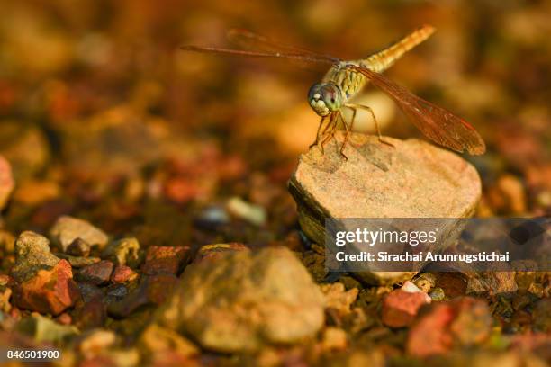 scarlet skimmer or ruddy marsh skimmer (crocothemis servilia) perching on a rock - insektsmandibel bildbanksfoton och bilder