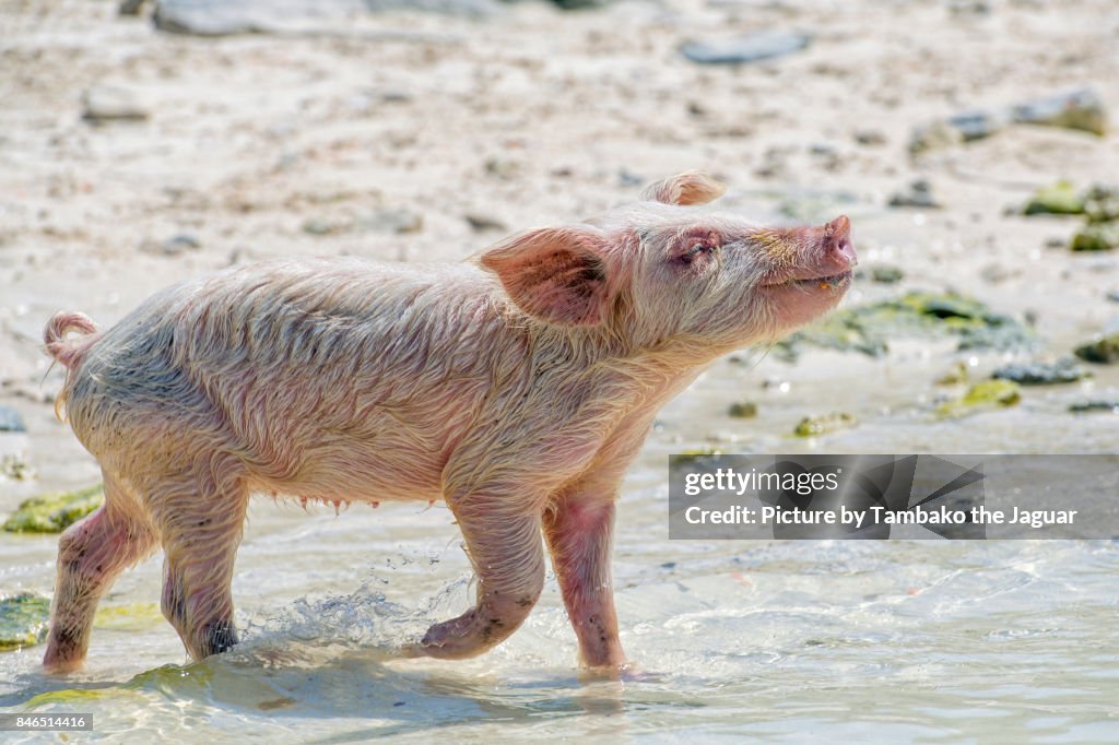 Sow walking on the beach