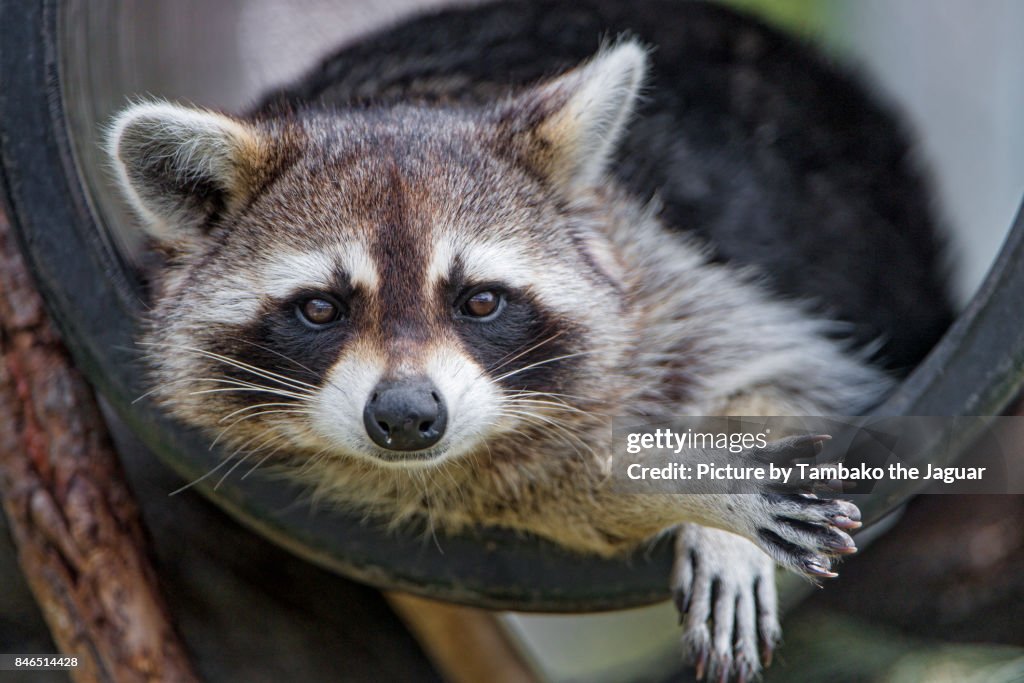 Raccoon in a tube