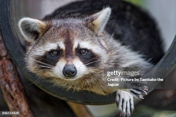 raccoon in a tube - bandit stock pictures, royalty-free photos & images