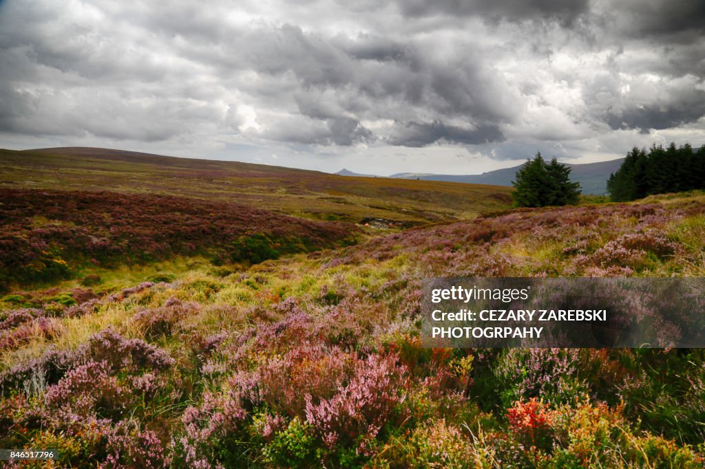 Heather (Calluna vulgaris) flowering in hills