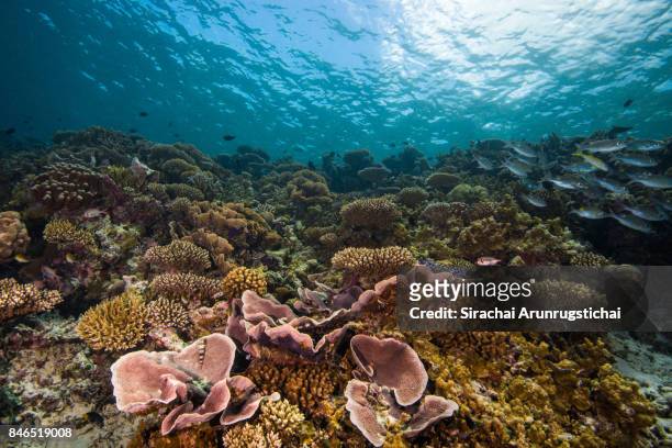 beautiful scenery of shallow reefs with school of fishes - coral madrépora fotografías e imágenes de stock