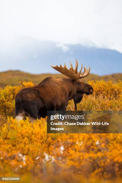 bull moose - wonder lake stock pictures, royalty-free photos & images