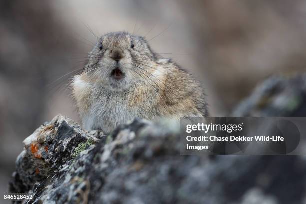 collared pika - into wild stock-fotos und bilder