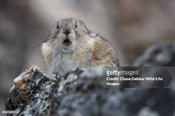 collared pika - animal whisker photos et images de collection