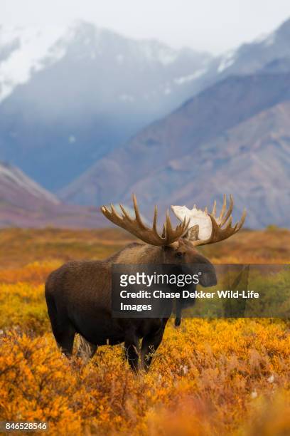 bull moose - denali national park foto e immagini stock