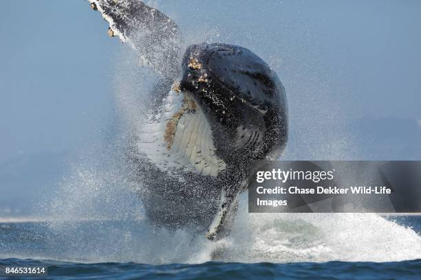humpback whale - humpback whale tail stock pictures, royalty-free photos & images