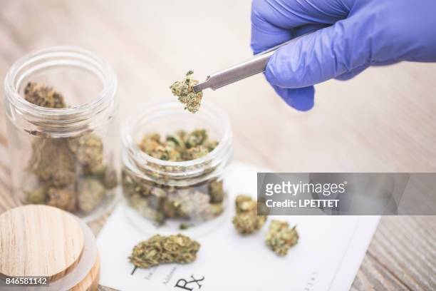 medical marijuana - cannabis plant stock pictures, royalty-free photos & images