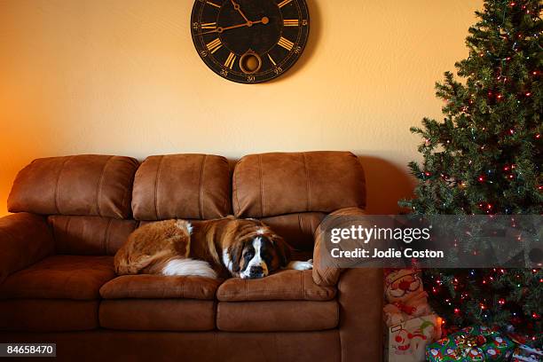 saint bernard dog on sofa - bernhardiner stock-fotos und bilder