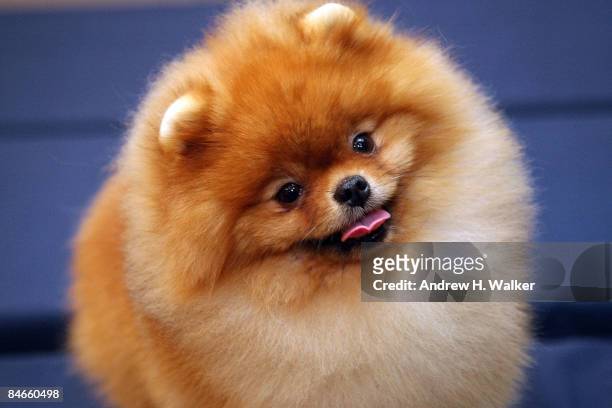 Cheerio, Pomeranian, attends the Westminster Dog Show pre-event press conference at the Hotel Pennsylvania's Skytop Ballroom on February 5, 2009 in...