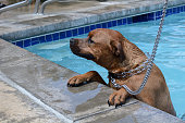 Dog at edge of swimming pool