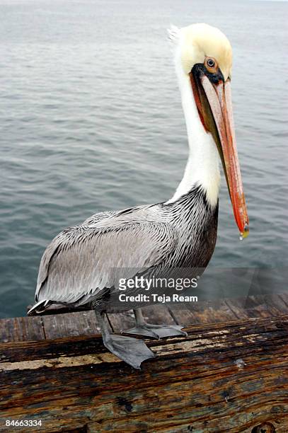 pelican on a pier - pelikan stock-fotos und bilder