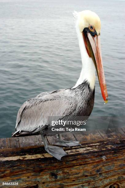 pelican on a pier - pelicano imagens e fotografias de stock