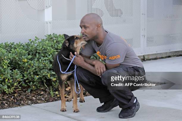 Rescue worker Marlon Roberts comforts a terrier mix at the Miami Dade Animal shelter before sending the dog to South Carolina for adoption in the...