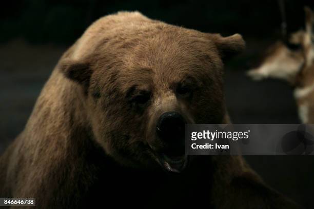 close up of bear at night - california bear stock pictures, royalty-free photos & images