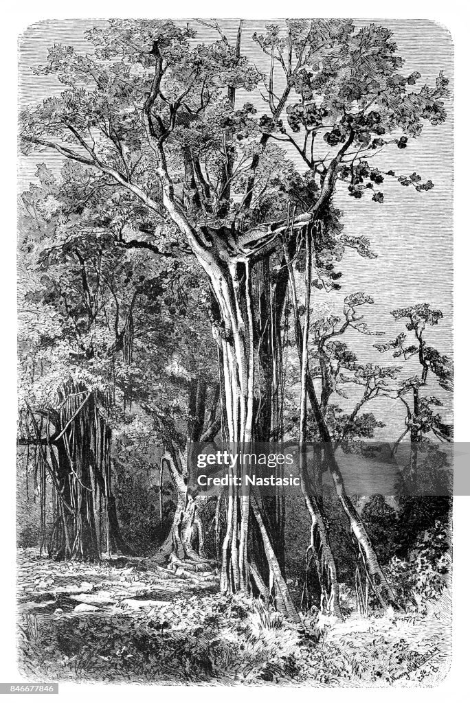 Ficus benjamina, commonly known as weeping fig, benjamin fig or Ficus tree