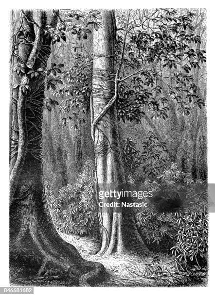 52 Banyan Tree Illustrations - Getty Images