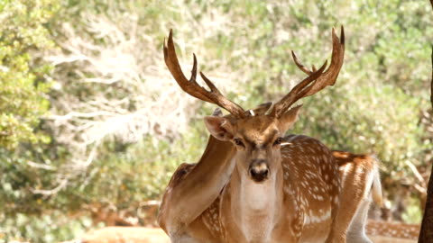 Persian Fallow Deer Israel High-Res Stock Video Footage - Getty Images