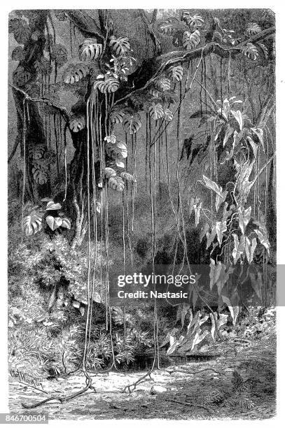 cheese plant ,philodendron pertusum ,philodendron imbe - philodendron stock illustrations