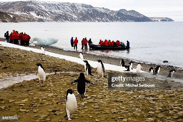 Adelie Penguins on Seymour Island during a voyage to Antarctica on a ship called "Le Diamant" during February 2006.