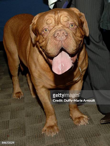 Darco, a Dogue de Bordeaux, attends the 133rd annual Westminster Kennel Club Dog Show press conference at the Hotel Pennsylvania on February 5, 2009...