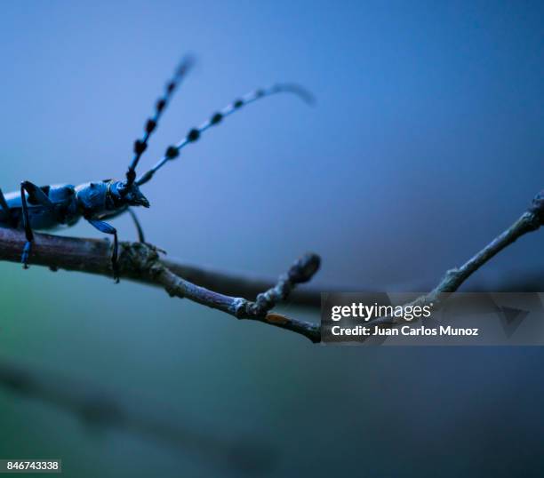 Rosalia Insect Insecto Photos and Premium High Res Pictures - Getty Images