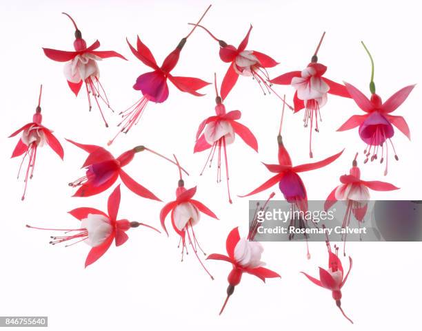 summertime in a flurry of pink fuchsias on white. - fuchsia flower stock pictures, royalty-free photos & images