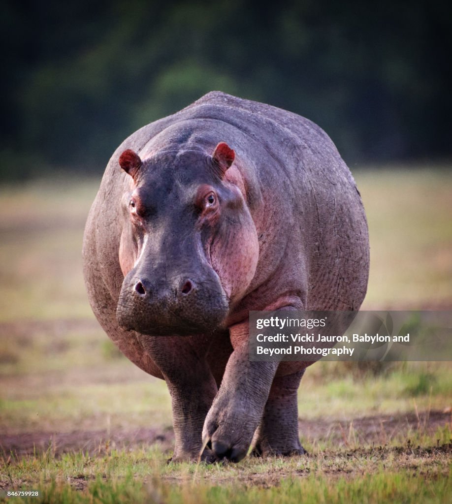 Graceful Hippopotamus Walking Toward the Camera