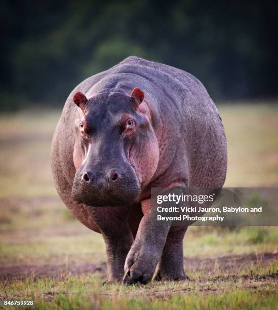 graceful hippopotamus walking toward the camera - hippo bildbanksfoton och bilder