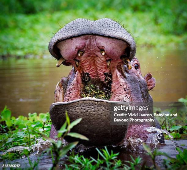 hippopotamus with mouth full of grass - hippopotamus eating stock pictures, royalty-free photos & images