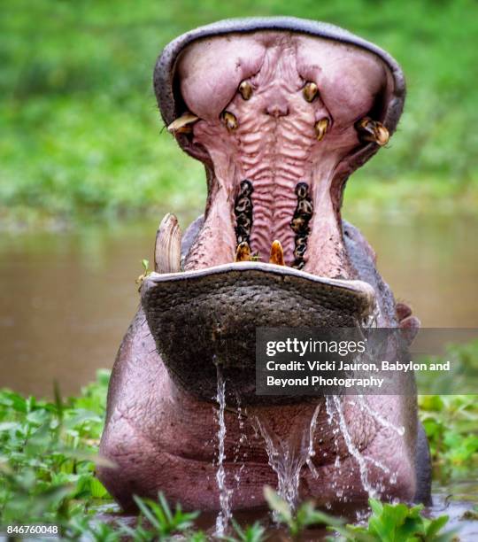 hippopotamus with mouth wide open - hippopotamus stock pictures, royalty-free photos & images