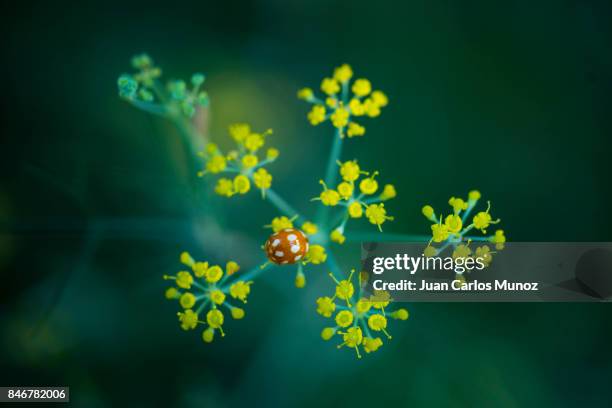 mariquita coccinellidae, redes natural park, caso council, asturias, spain, europe - mariquita stock-fotos und bilder