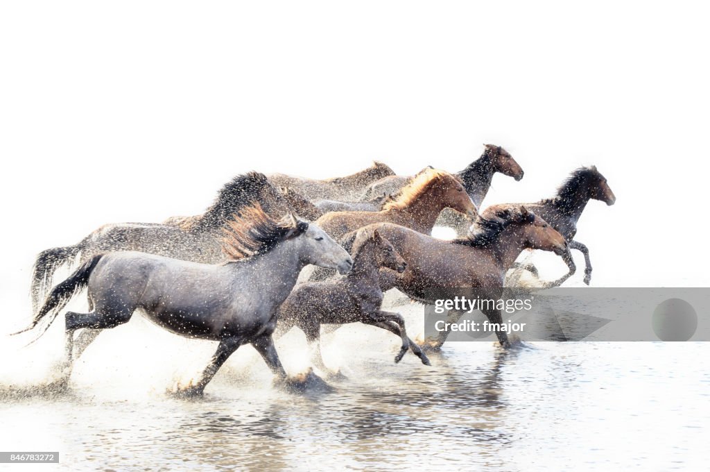 Wild Horses of Anatolia