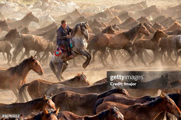 vilda hästar i anatolien - rearing up bildbanksfoton och bilder