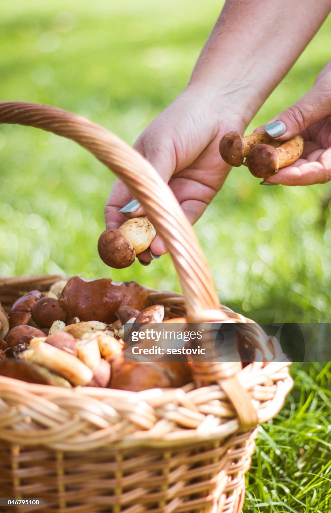 Vrouwelijke hand plaatsen van paddestoelen in de mand