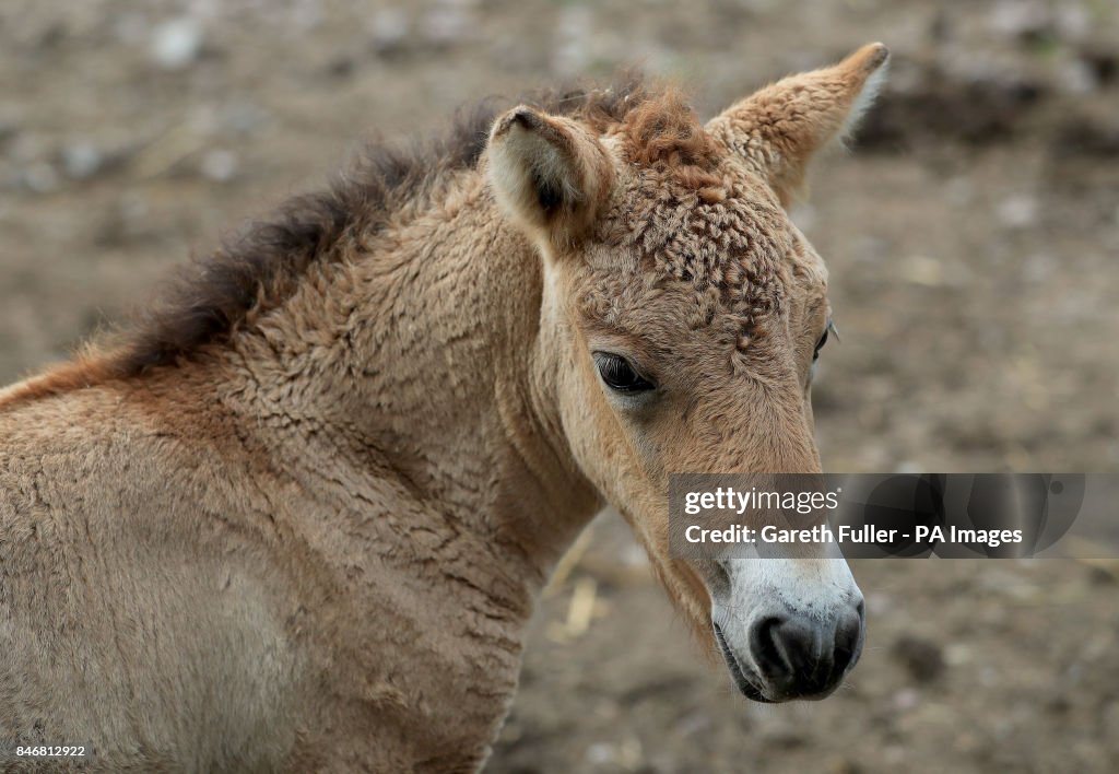 Przewalski foal at Port Lympne Wild Animal Park