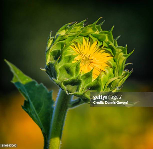 sunflower bud - poolesville foto e immagini stock
