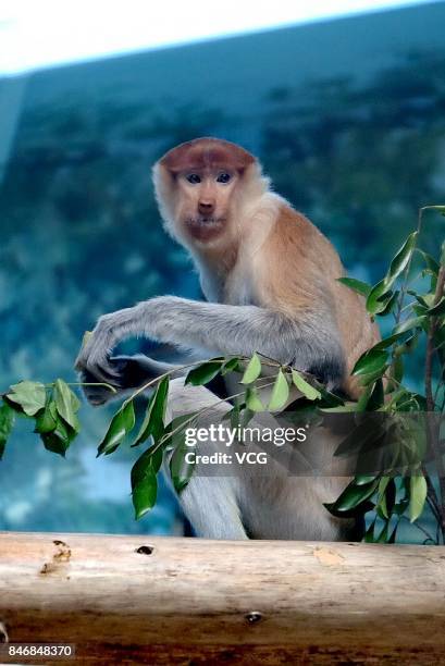 Proboscis monkey makes debut at Chimelong Safari Park on September 13, 2017 in Guangzhou, Guangdong Province of China. China imported 6 long-nosed...