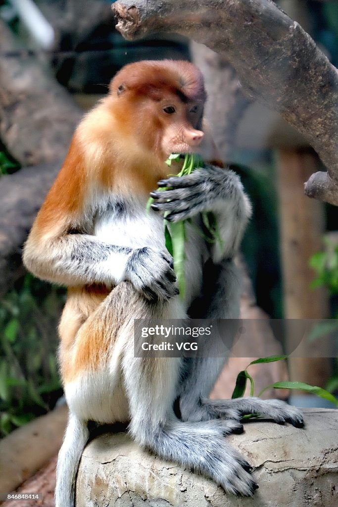 China Imports 6 Proboscis Monkeys From Indonesia