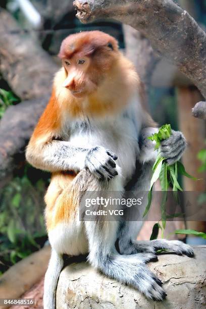 Proboscis monkey makes debut at Chimelong Safari Park on September 13, 2017 in Guangzhou, Guangdong Province of China. China imported 6 long-nosed...