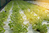 Vegetable farm using hydrophonic method,selective focused and shallow depth of field.