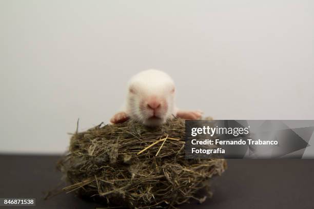 baby animal inside a nest - rats nest stock pictures, royalty-free photos & images