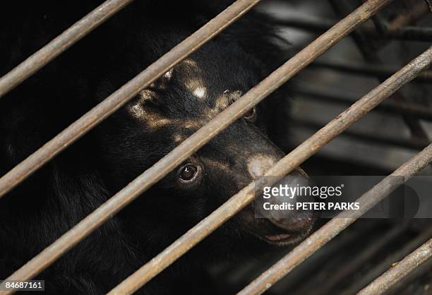 120 Animals Asia Moon Bear Rescue Centre Photos and Premium High Res  Pictures - Getty Images