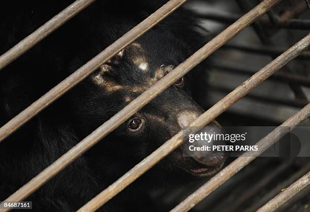 120 Animals Asia Moon Bear Rescue Centre Photos and Premium High Res Pictures - Getty Images 120 Animals Asia Moon Bear Rescue Centre Photos and Premium High Res Pictures - Getty Images